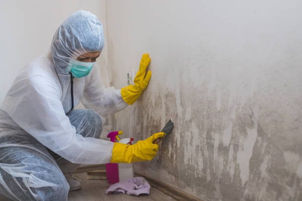 Best Asbestos and Lead Testing During Mold Inspection  in Hunters Creek, FL